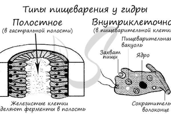 Сайт вместо гидры